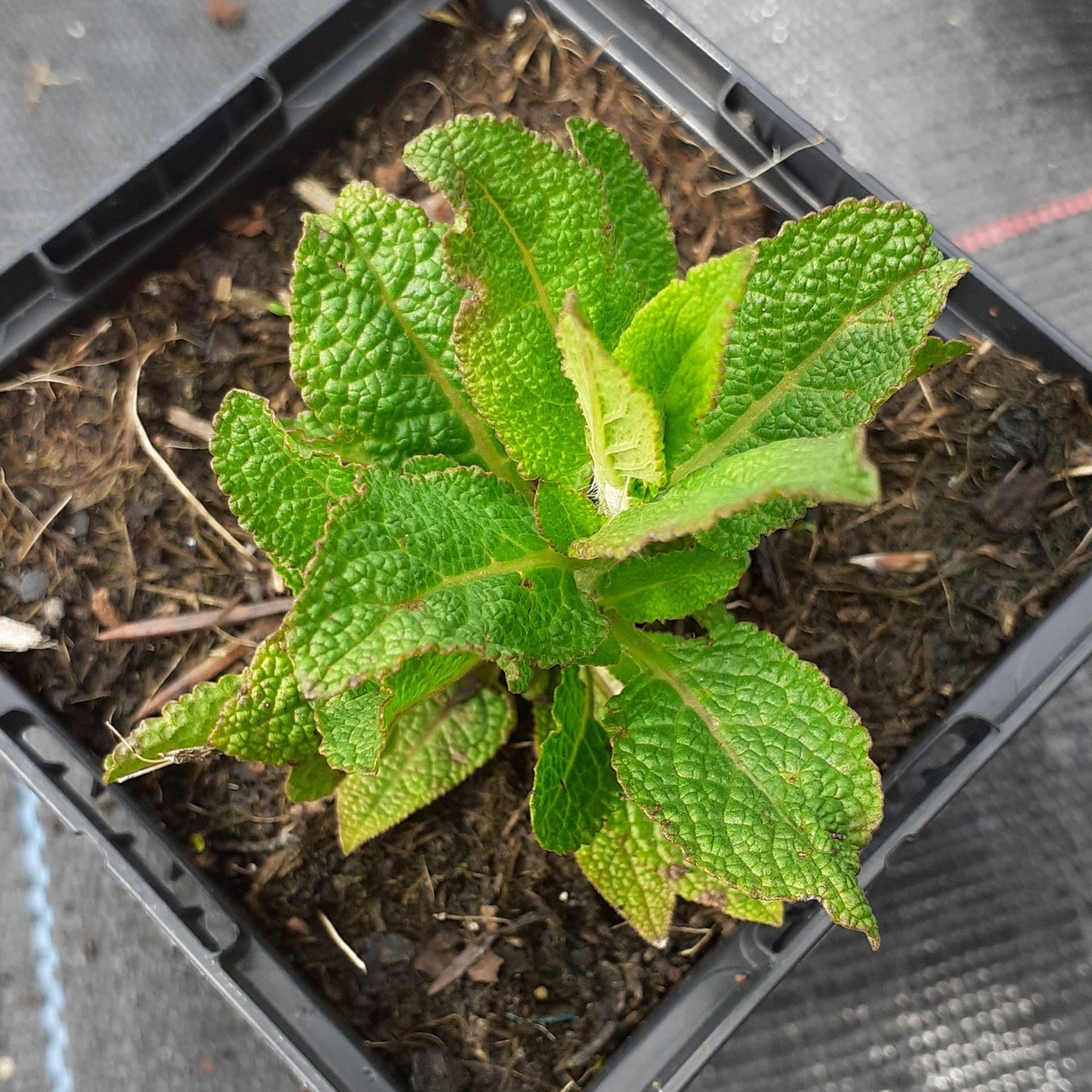 Salvia nemorosa 'Rosakönigin' Blüten-Salbei