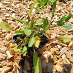 Salvia nemorosa 'Violettkönigin' Steppensalbei