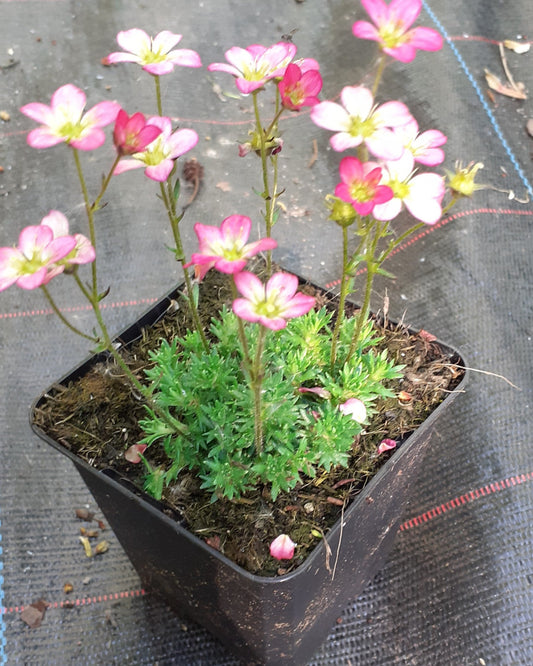 Saxifraga arendsii 'Pixie' Moos-Steinbrech im Topf