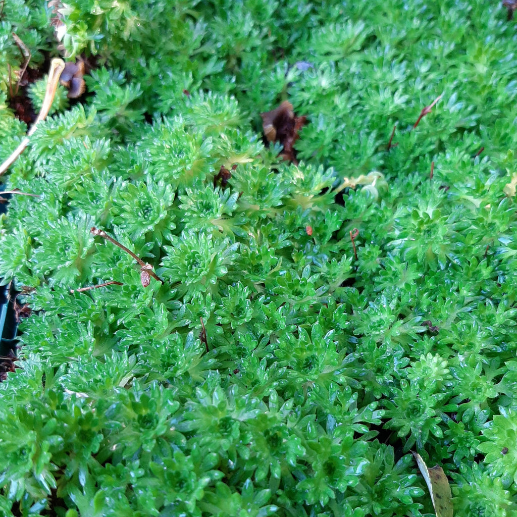 Saxifraga arendsii 'Stansfieldii' Moos-Steinbrech ohne Blüte