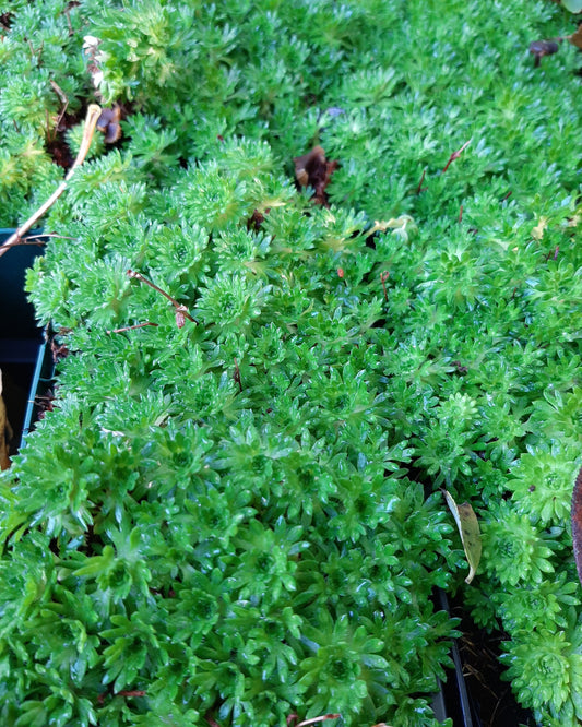 Saxifraga arendsii 'Stansfieldii' Moos-Steinbrech ohne Blüte