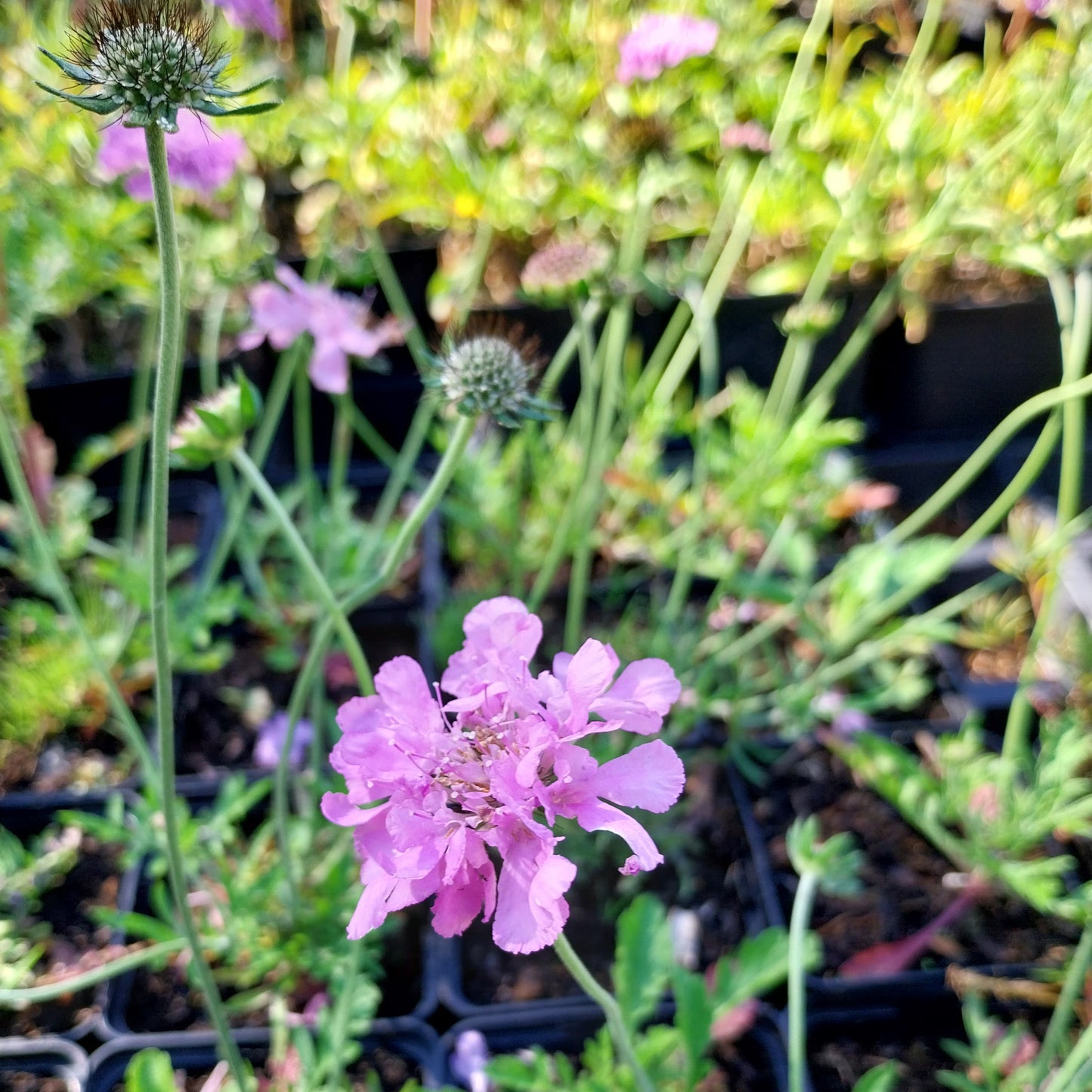 Scabiosa columbaria 'Pink Mist' Tauben-Skabiose