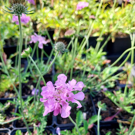 Scabiosa columbaria 'Pink Mist' Tauben-Skabiose