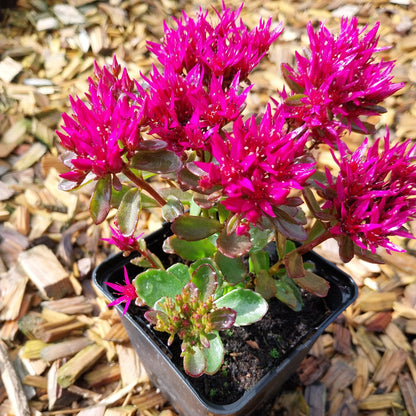 Sedum spurium 'Schorbuser Blut' Teppich-Fettblatt Blüte