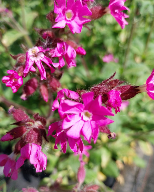 Silene dioica Rotblühende Lichtnelke Blüte