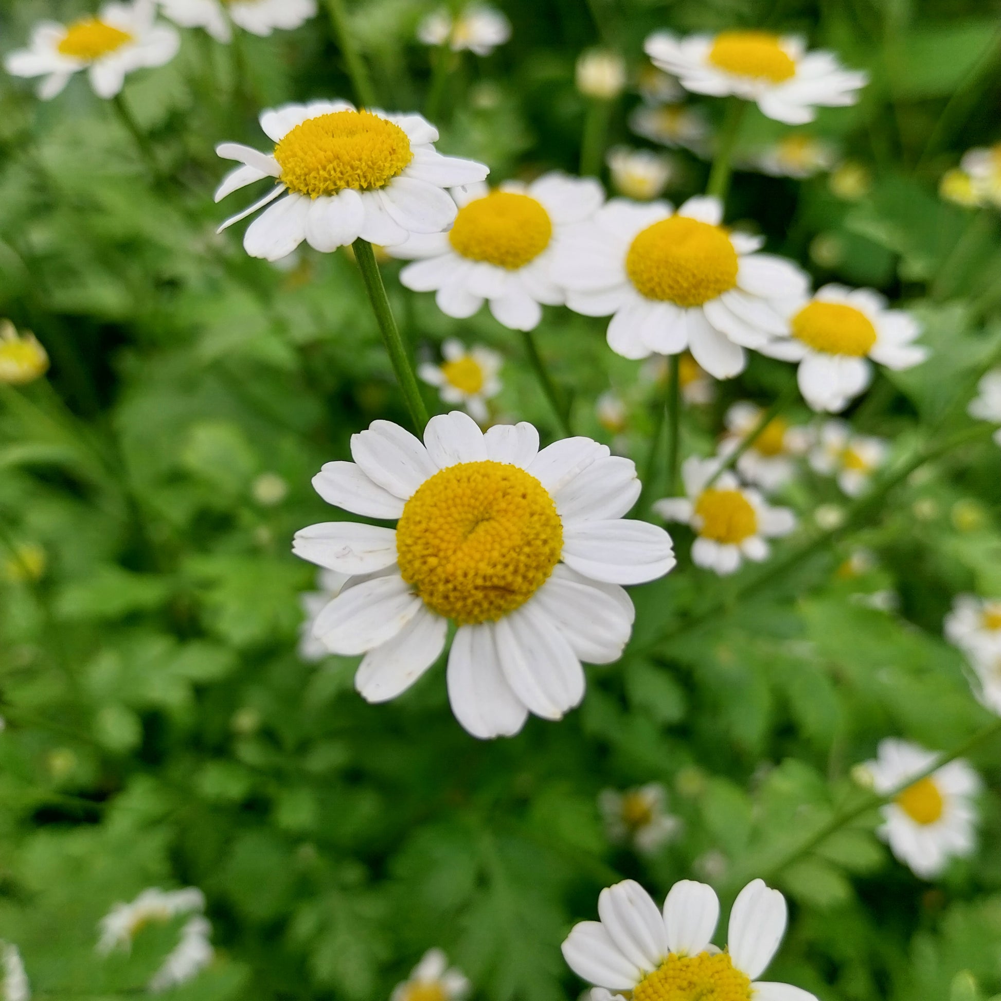 Tanacetum parthenium Mutterkraut Blüte