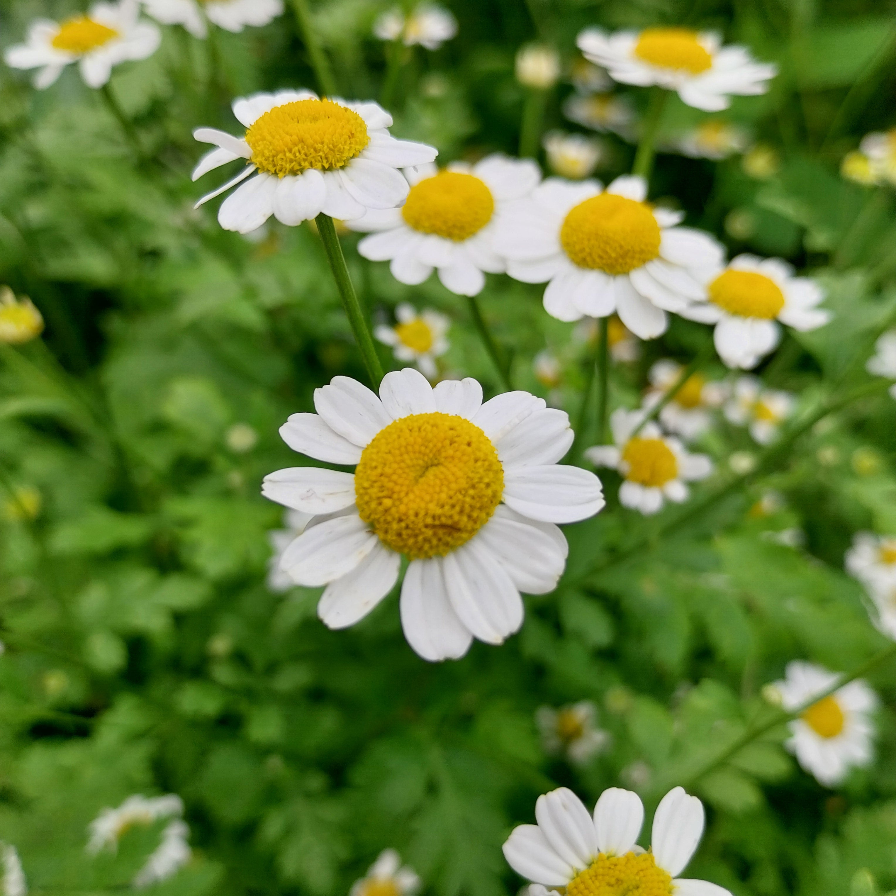 Tanacetum parthenium Mutterkraut Blüte
