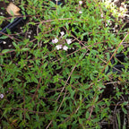 Thymus herba-barona var. citriodora