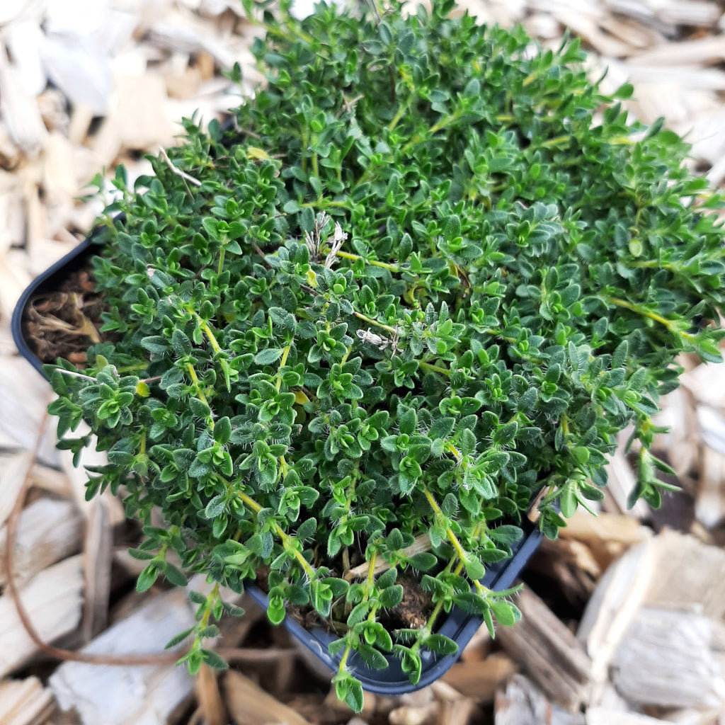 Thymus praecox ‘Wirral White’ im Topf
