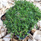 Thymus praecox ‘Wirral White’ im Topf