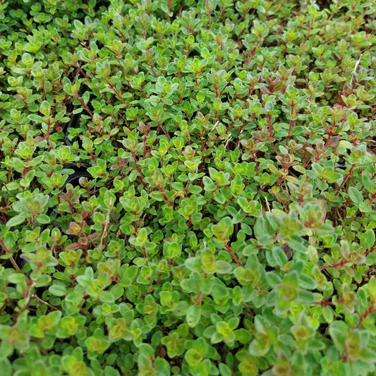 Thymus pulegioides Feld-Thymian