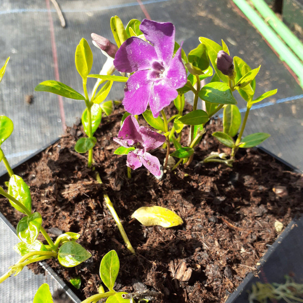 Vinca minor 'Atropurpurea' und ‘Alba' Kleinblättriges Immergrün in Blüte