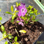Vinca minor 'Atropurpurea' und ‘Alba' Kleinblättriges Immergrün in Blüte