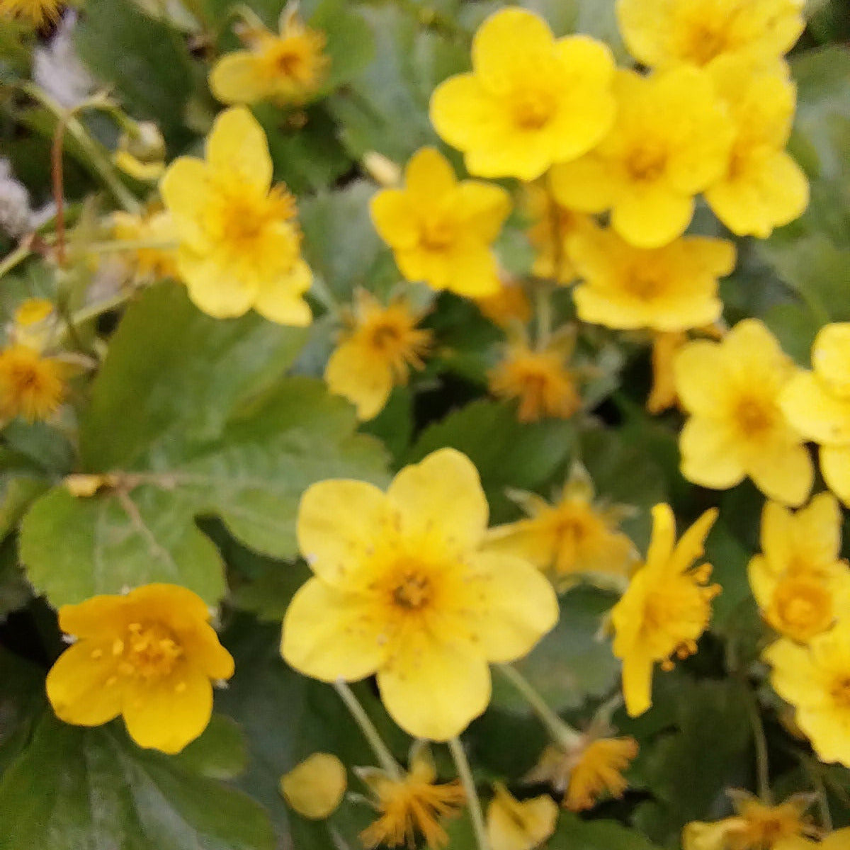 Waldsteinia ternata Waldsteinie Dreiblatt Golderdbeere Blüte