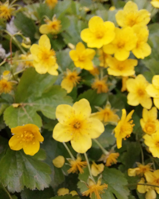 Waldsteinia ternata Waldsteinie Dreiblatt Golderdbeere Blüte