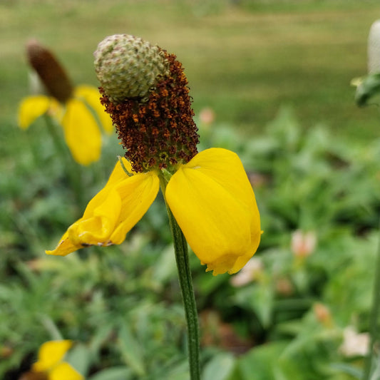 Ratibida columnifera fo. pulcherrima  Präriezapfenblume Blüte