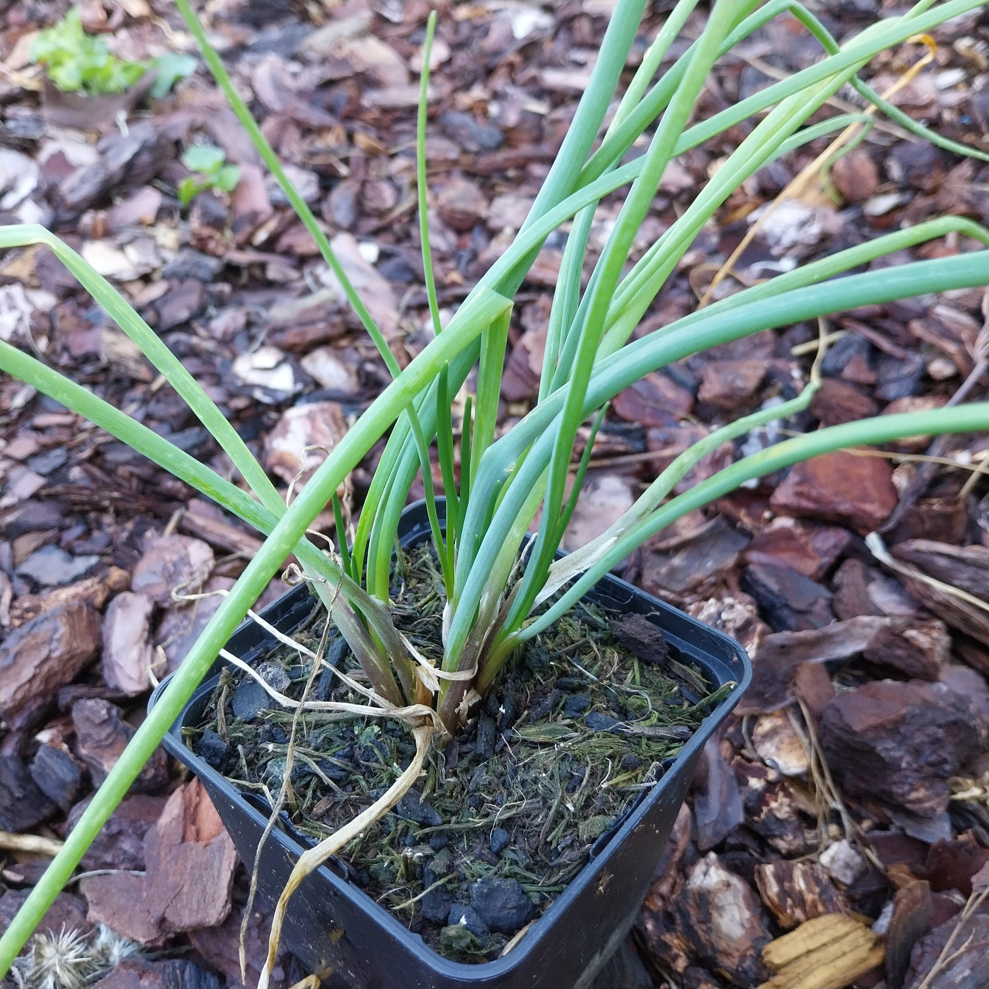Allium schoenoprasum 'Polyvit' Schnittlauch