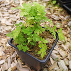 Tanacetum parthenium Mutterkraut