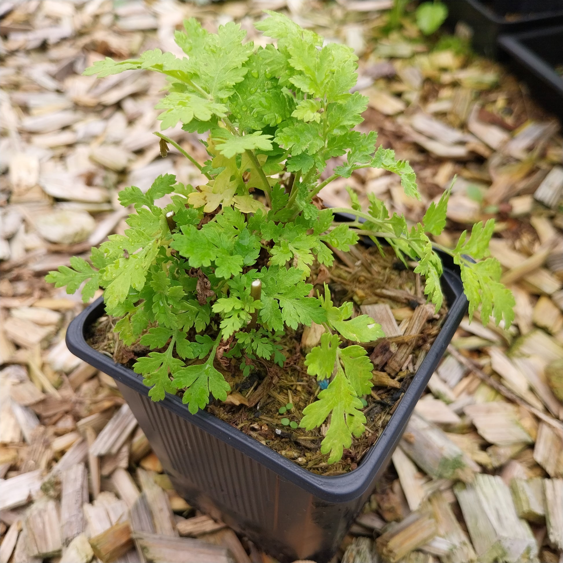 Tanacetum parthenium Mutterkraut