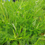 Achillea millefolium Schafgarbe 