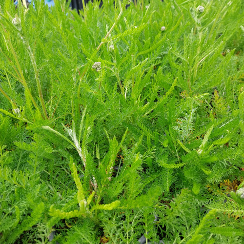 Achillea millefolium Schafgarbe 