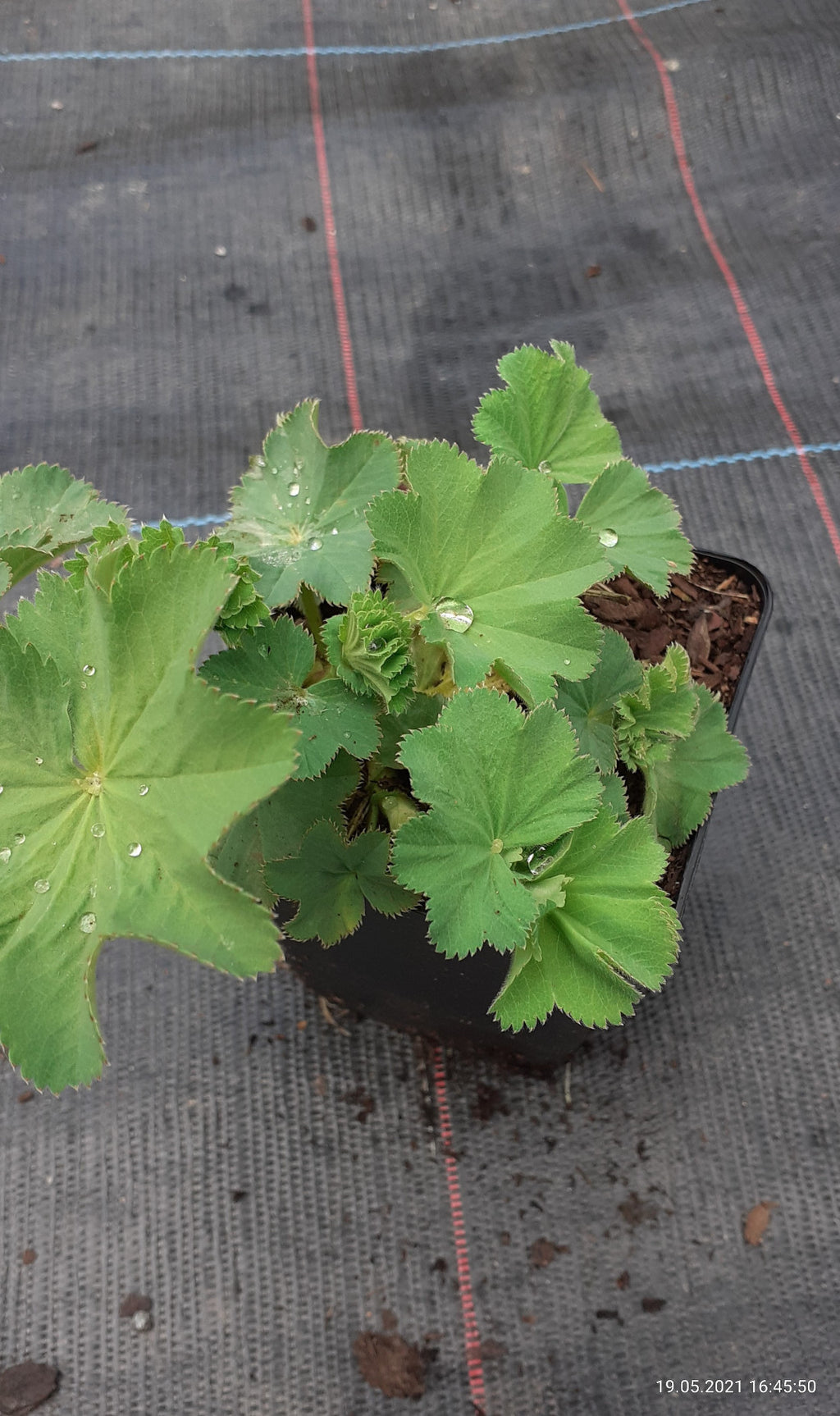 Alchemilla mollis  Großblättriger Frauenmantel
