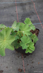 Alchemilla mollis  Großblättriger Frauenmantel