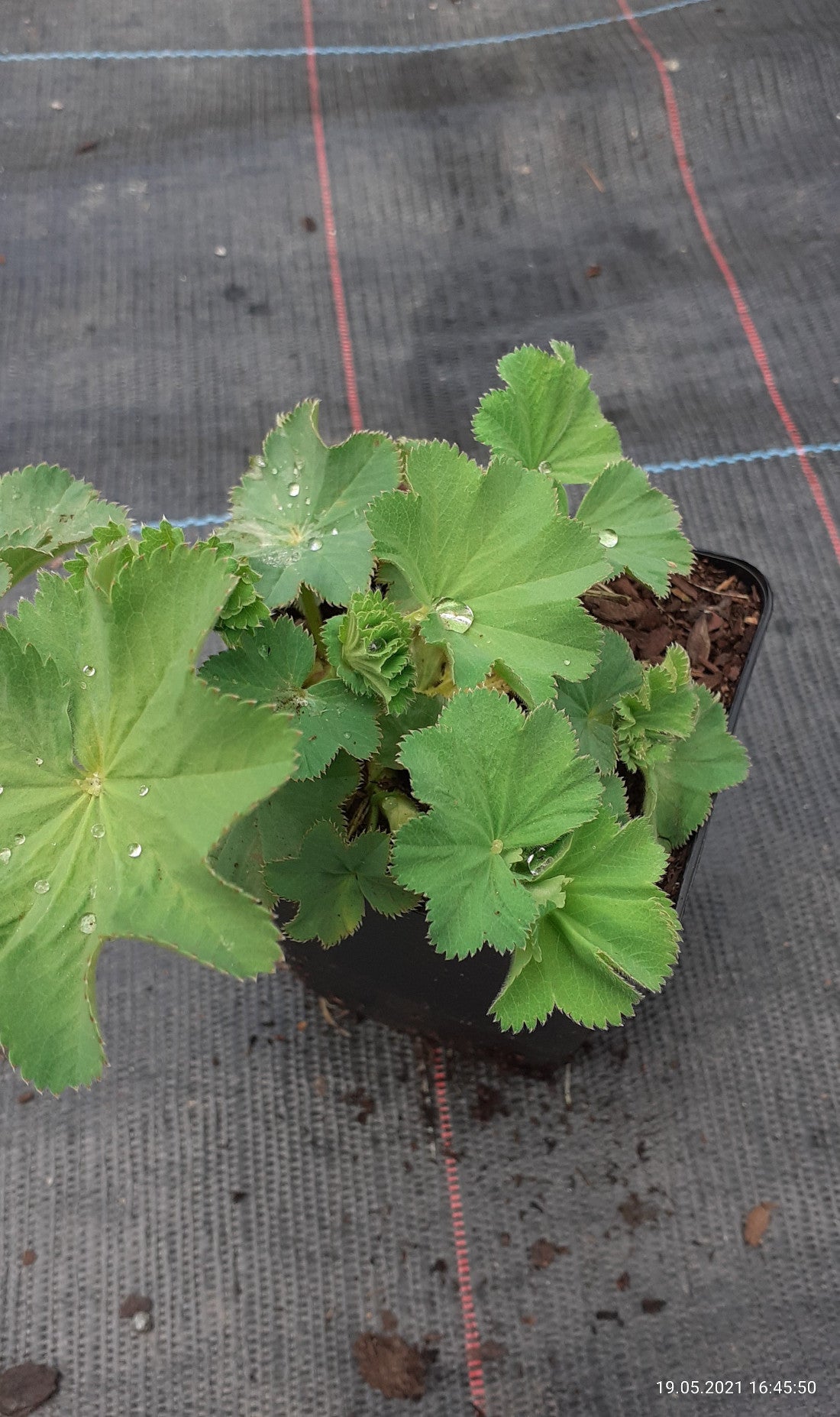 Alchemilla mollis  Großblättriger Frauenmantel