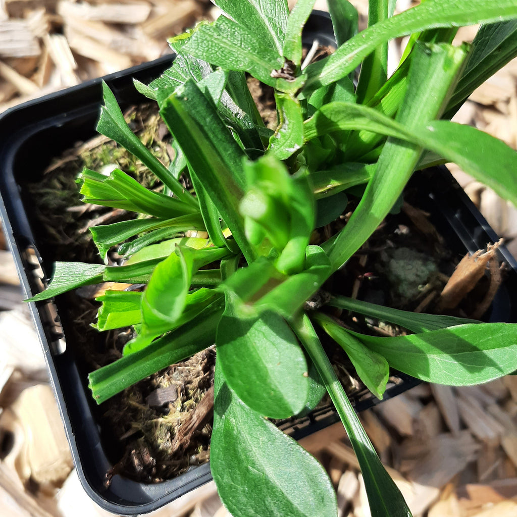 Aster dumosus 'Jenny'