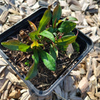 Aster lateriflorus var. horizontalis 'Prince'