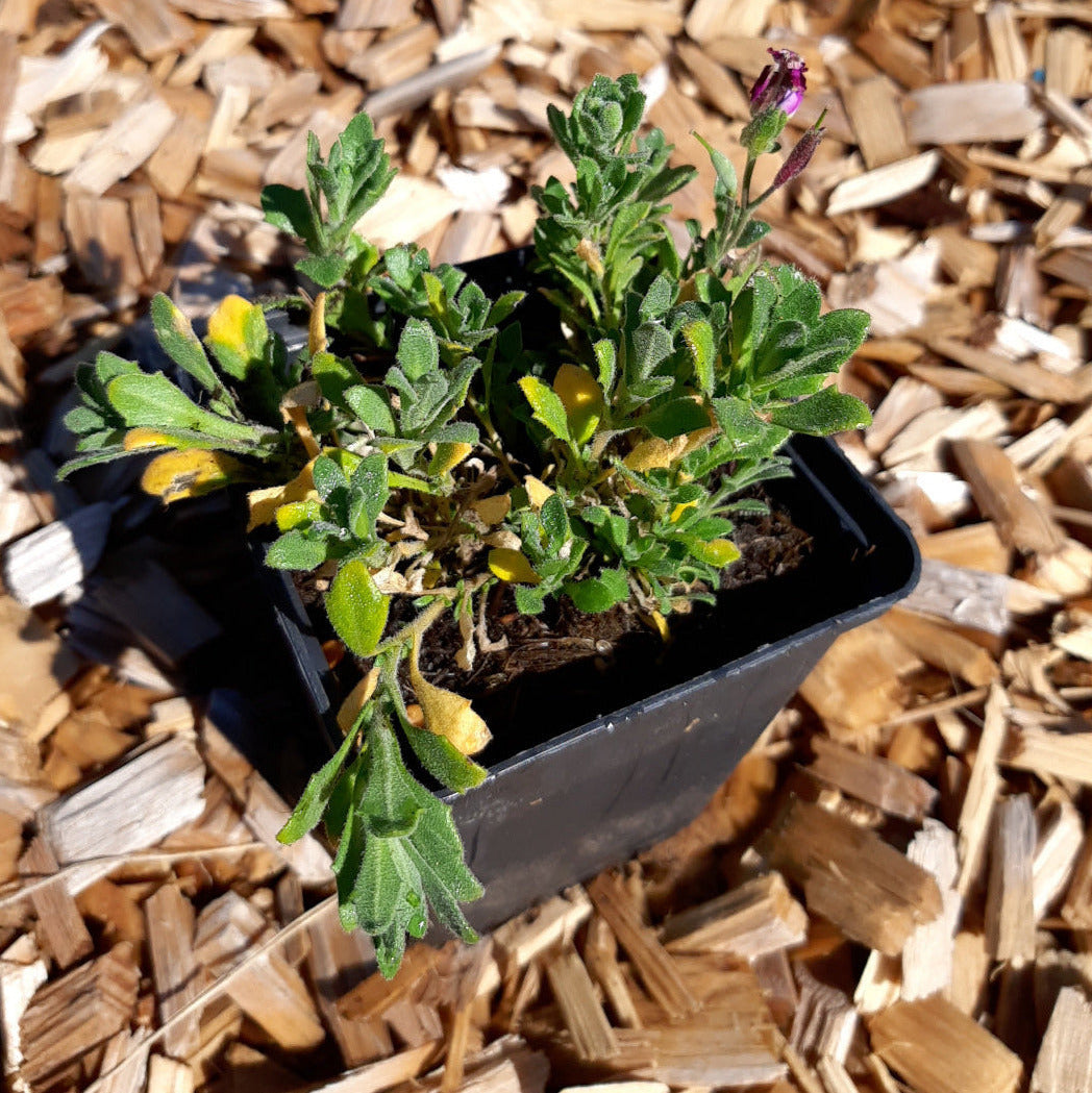 Aubrieta x cultorum 'Red Carpet' Blaukissen topf