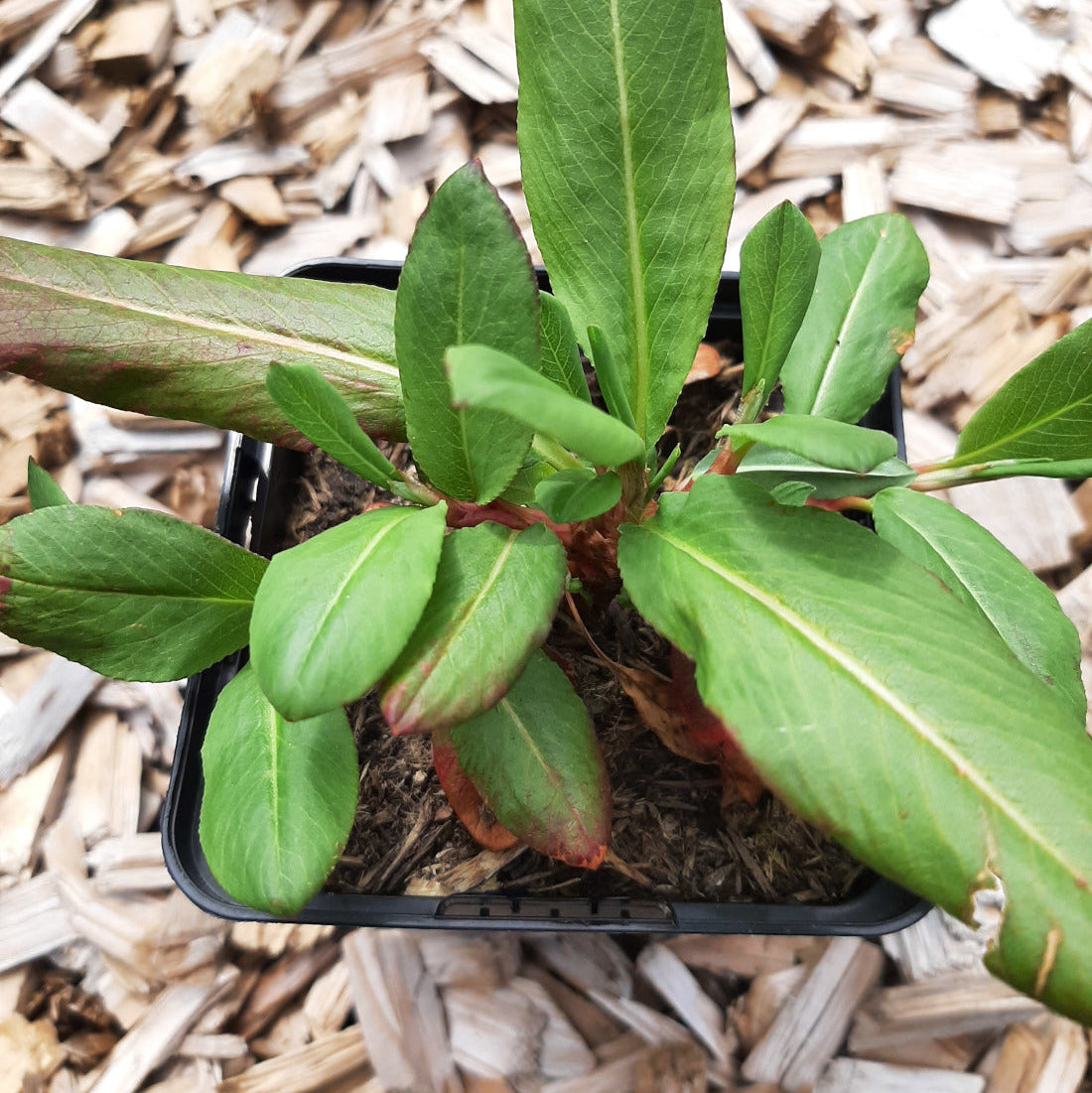 Bistorta affinis 'Darjeeling Red'