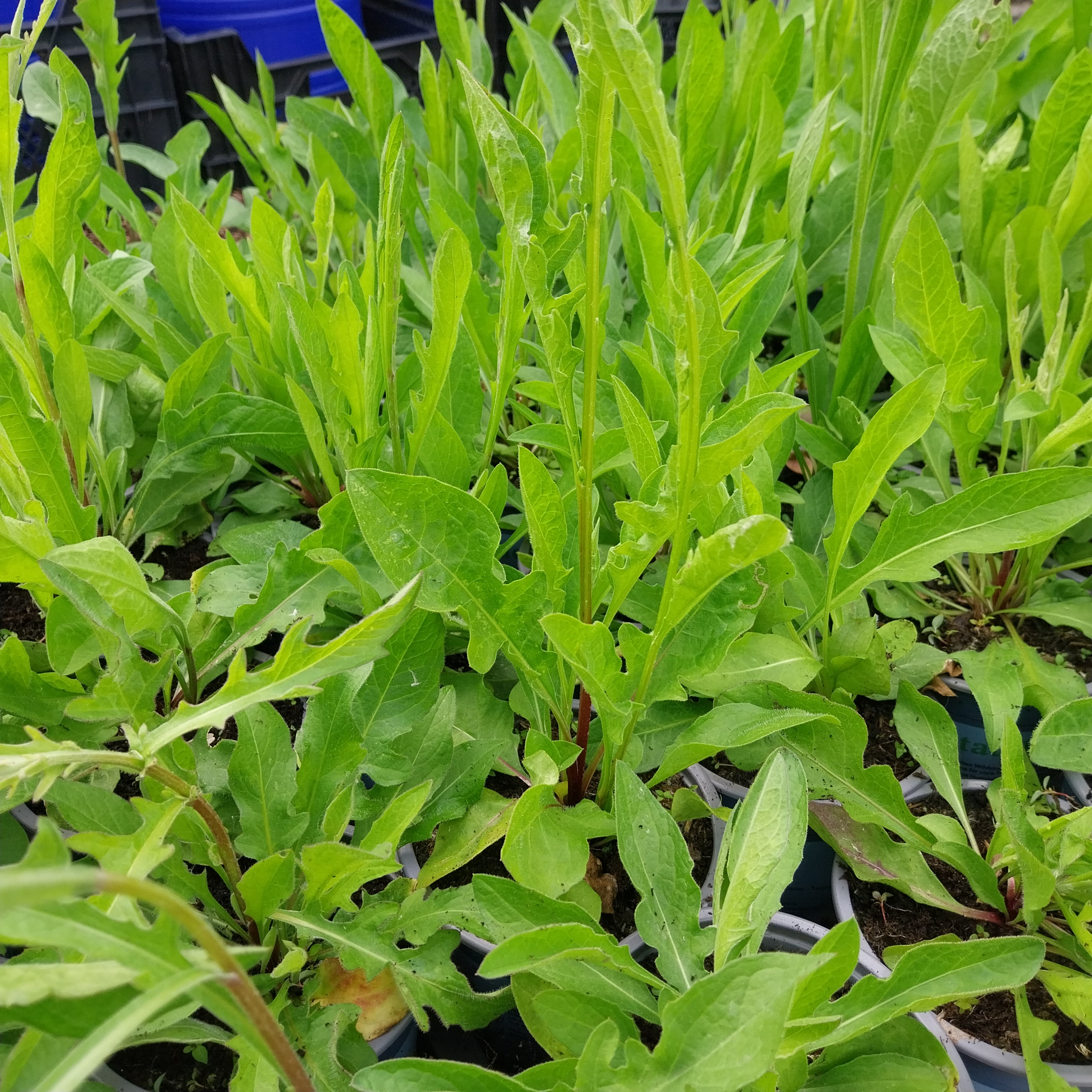 Wiesenflockenblume 