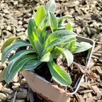 Centaurea montana 'Jordy' Flockenblume