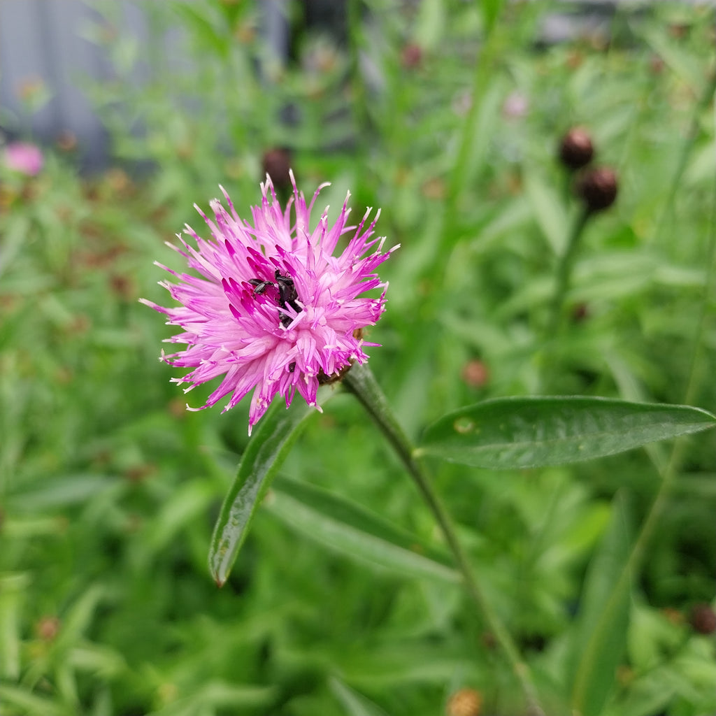 Schwarze Flockenblume