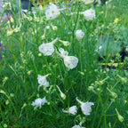 Delphinium grandiflorum f. compactum 'Rose Butterfly'
