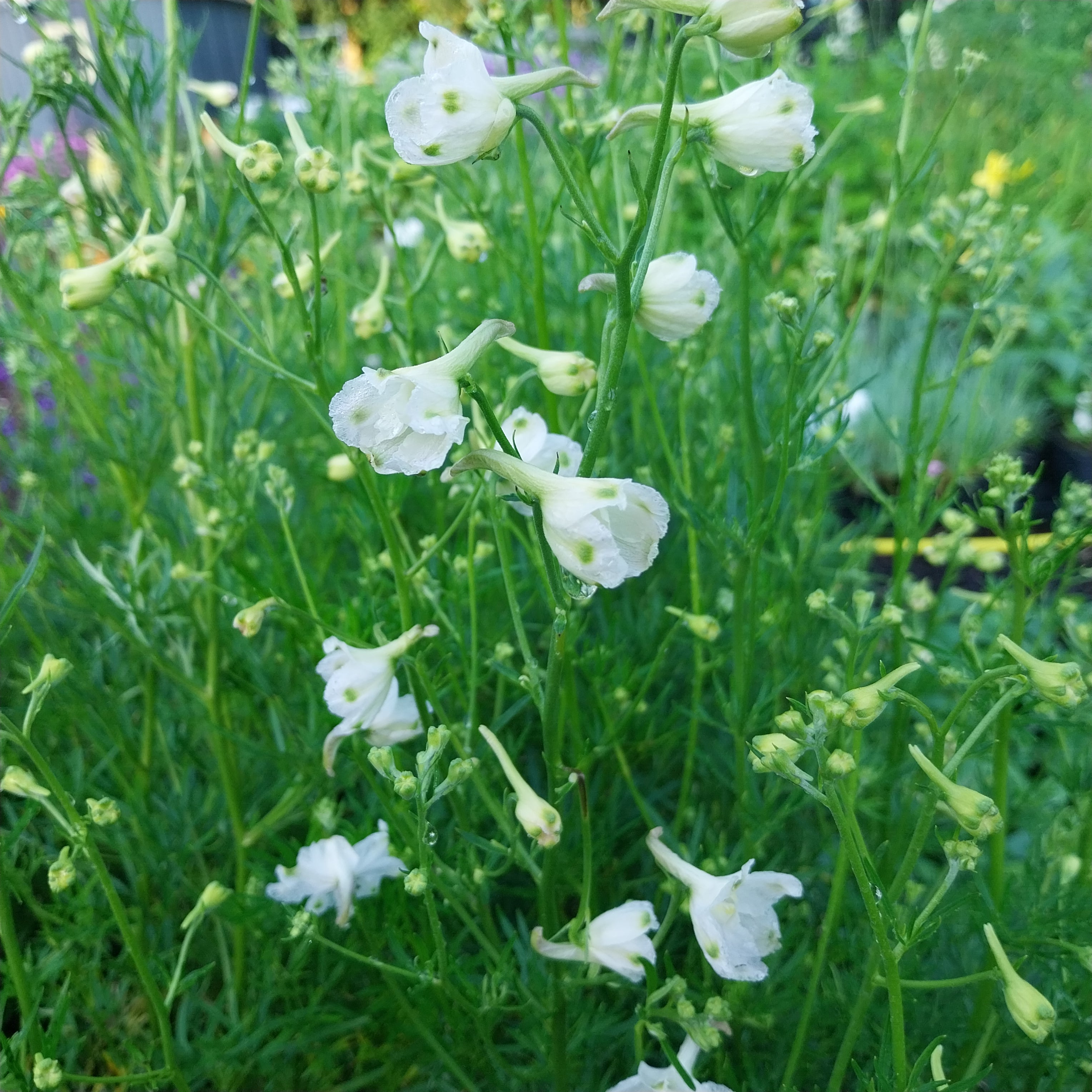 Delphinium grandiflorum f. compactum 'Rose Butterfly'