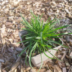 Dianthus carthusianorum Kartäuser-Nelke