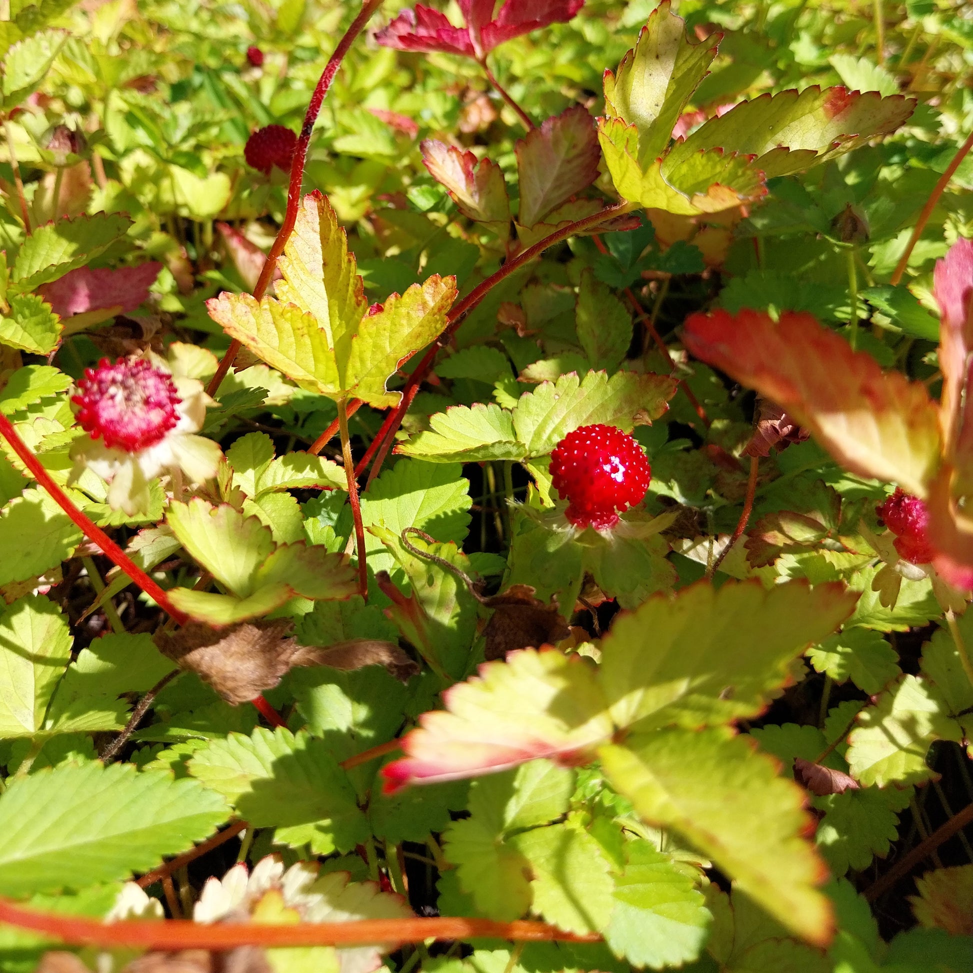 Duchesnea indica Scheinerdbeere, Trugerdbeere
