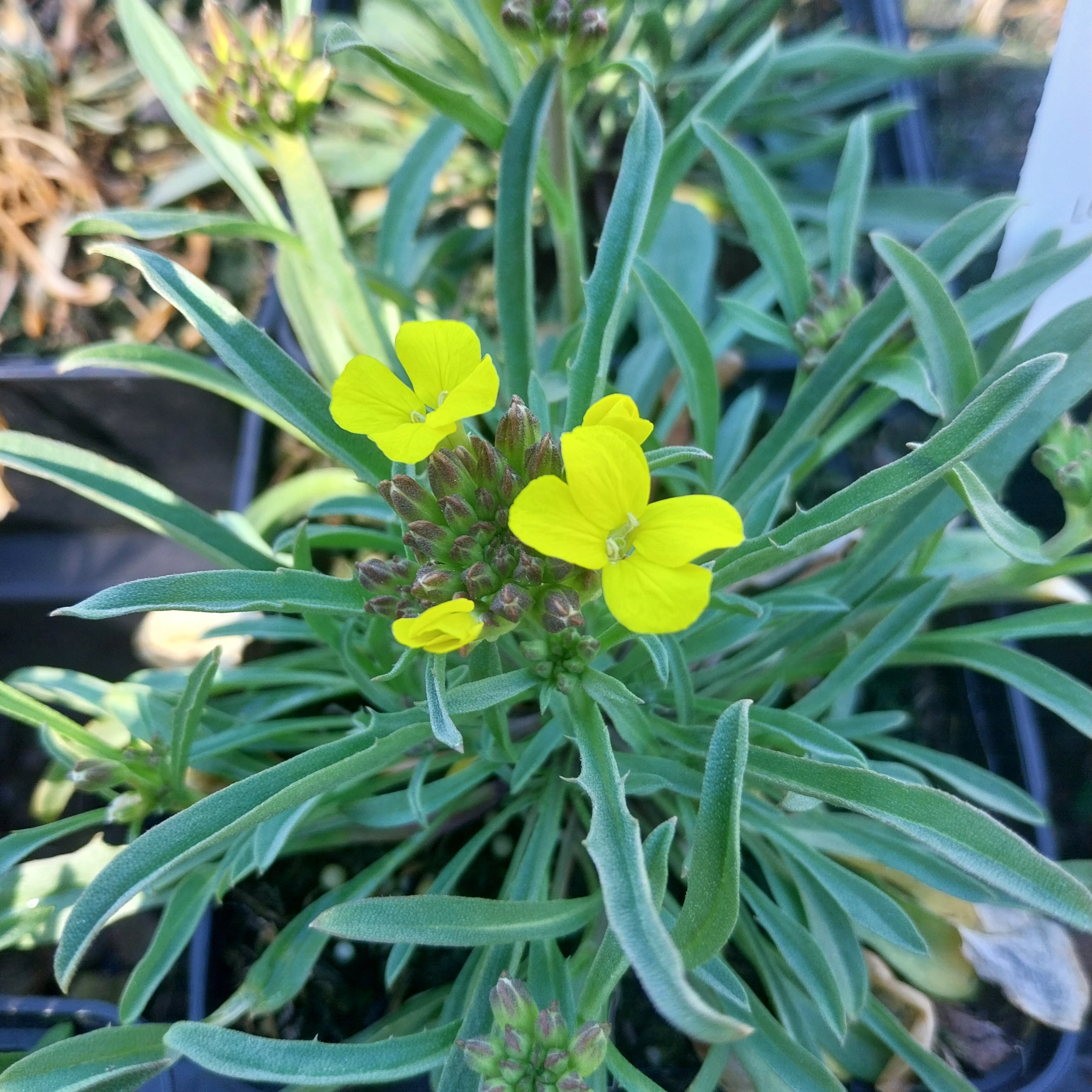 Erysimum rhaeticum