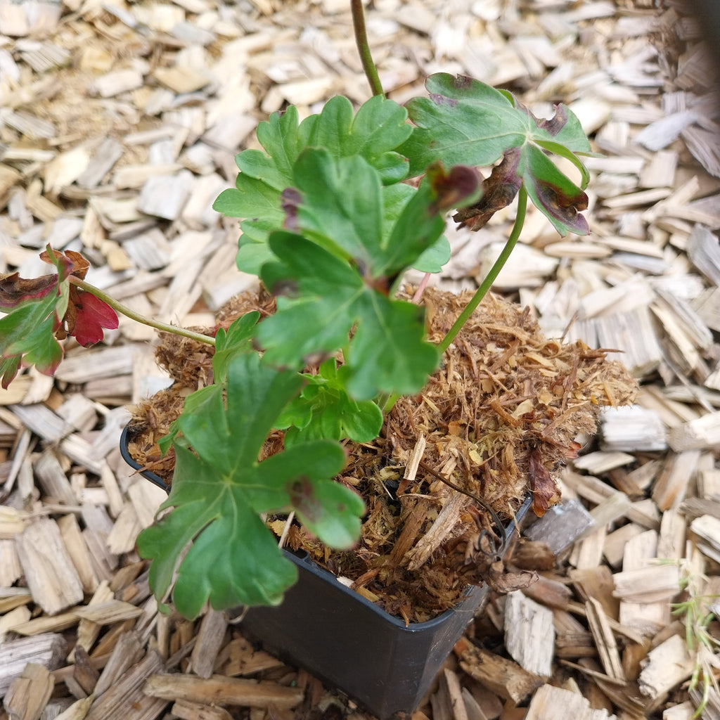 Geranium cantabrigiense 'Berggarten'  Cambridge-Storchschnabel