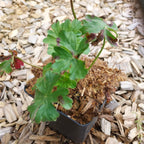 Geranium cantabrigiense 'Berggarten'  Cambridge-Storchschnabel