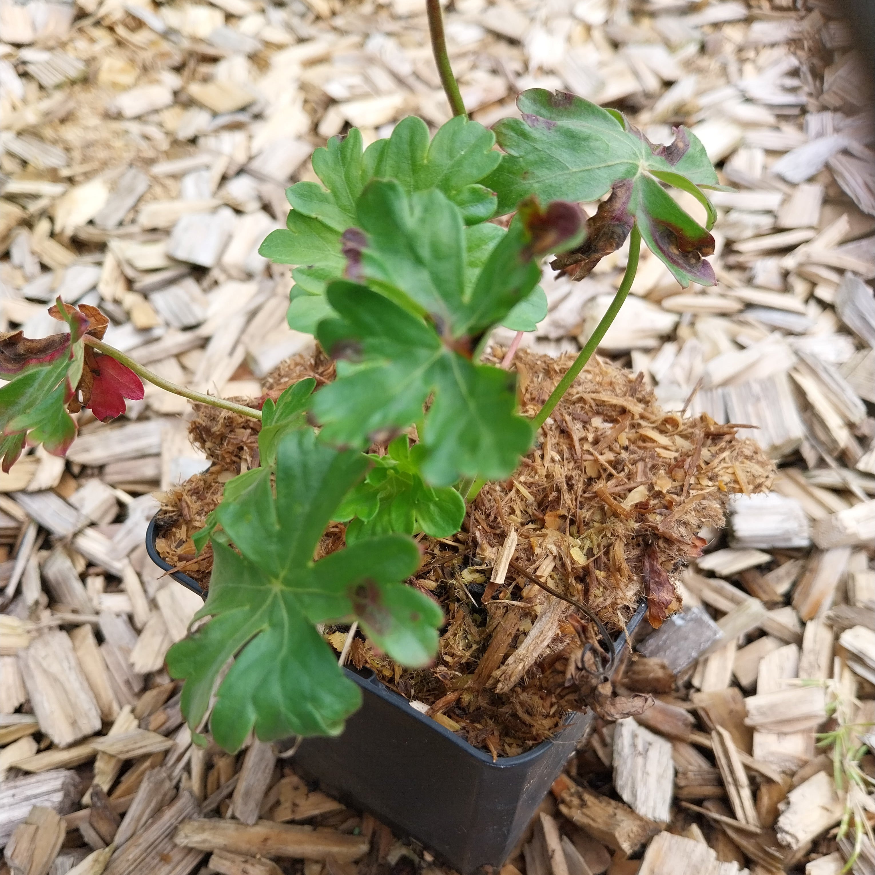 Geranium cantabrigiense 'Berggarten'  Cambridge-Storchschnabel