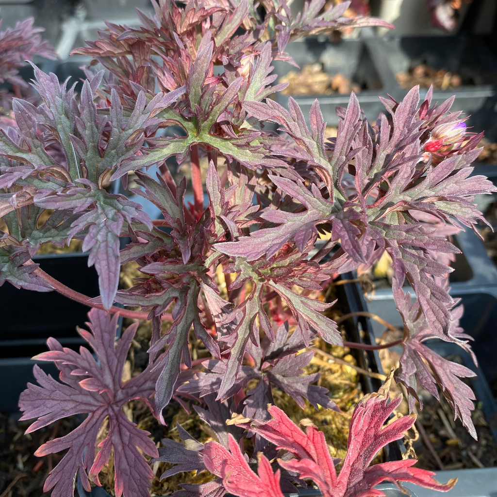 Geranium pratense 'Dark Reiter'Storchschnabel