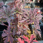 Geranium pratense 'Dark Reiter'Storchschnabel