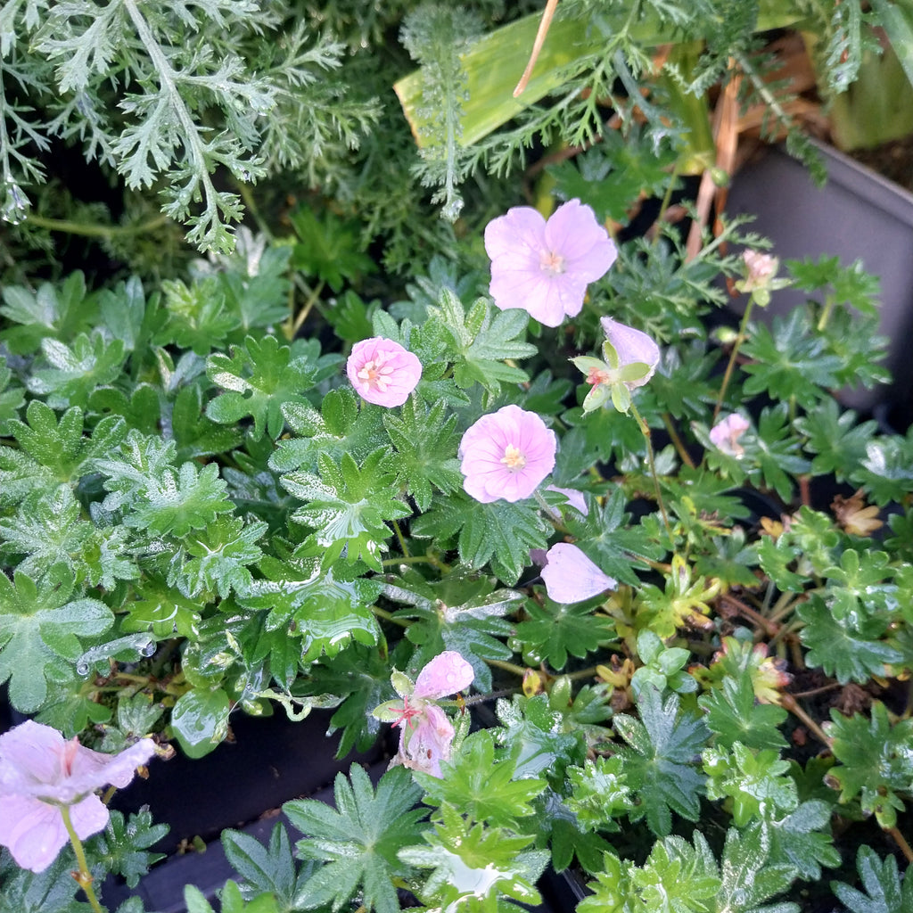 Geranium sanguineum var. striatum