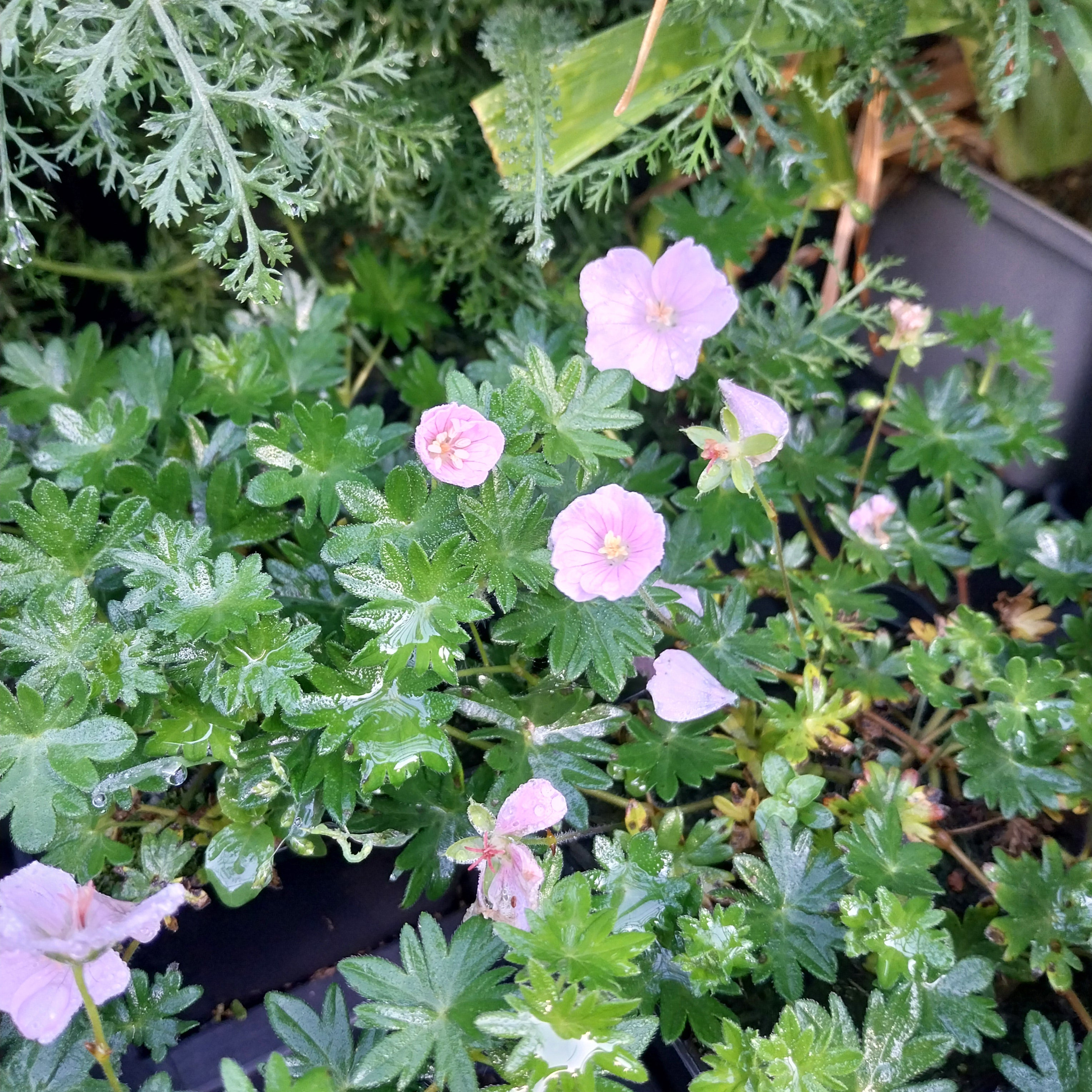 Geranium sanguineum var. striatum