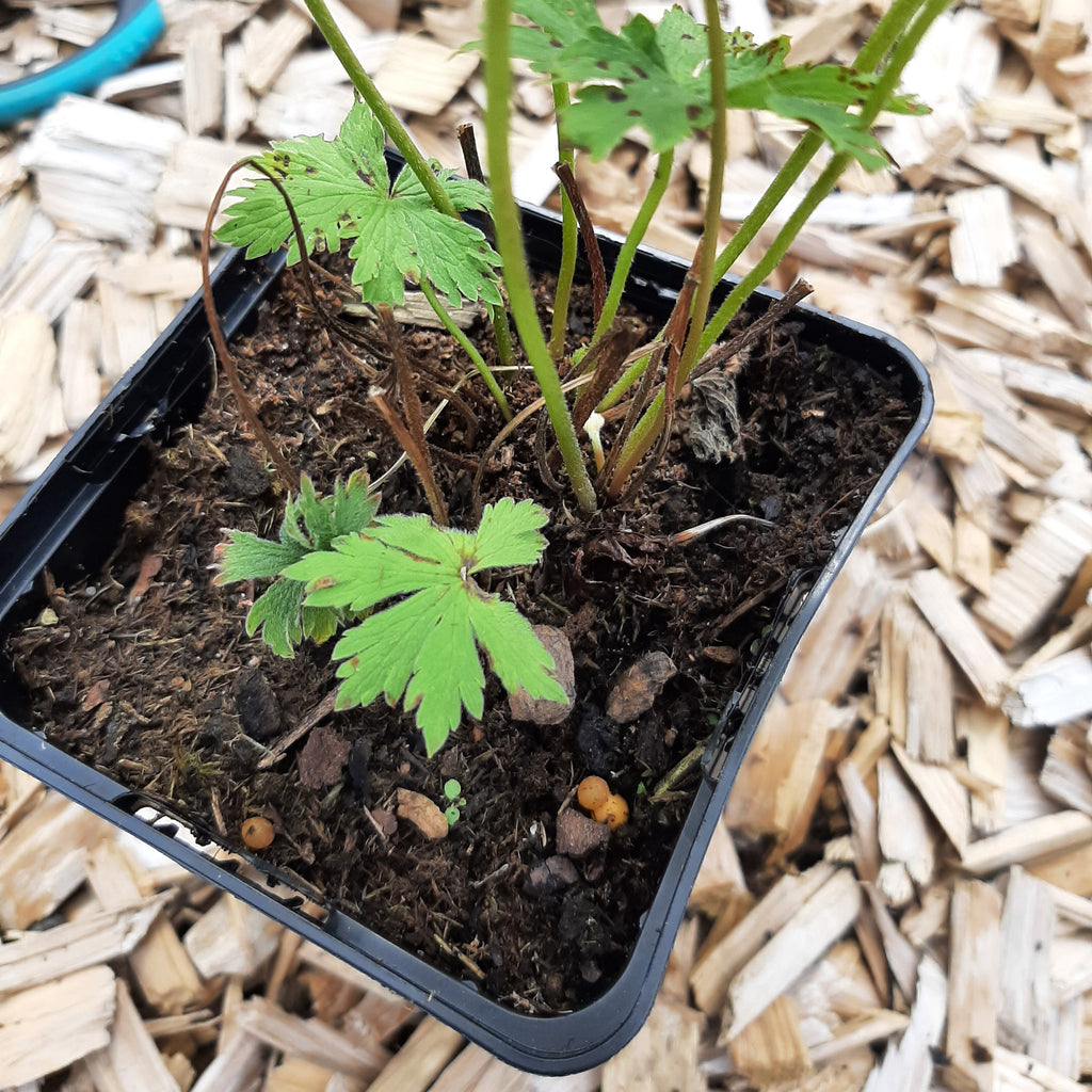Geranium sylvaticum 'Roseum' Wald- Storchschnabel