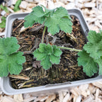 Geranium x magnificum 'Ernst Pagels' Prächtiger Storchschnabel