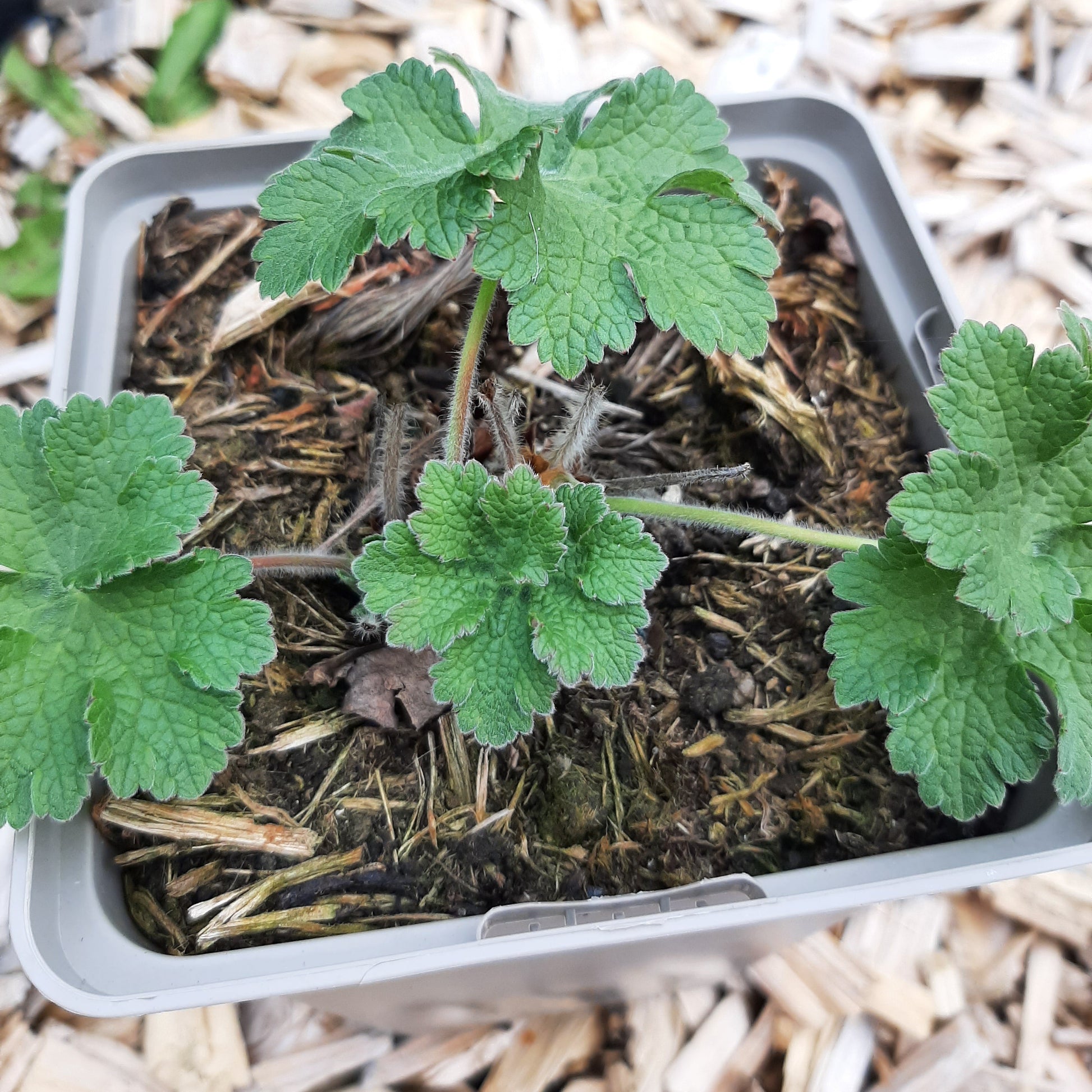 Geranium x magnificum 'Ernst Pagels' Prächtiger Storchschnabel